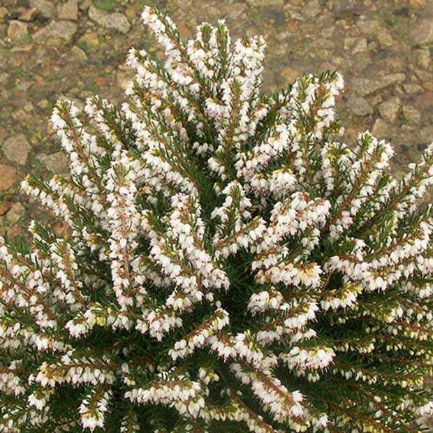 Heidekraut - Winterheide White Glow - Erica darleyensis white glow