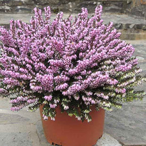 Winterheide Furzey - Erica darleyensis furzey - Willemse