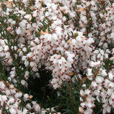 Winterheide Silberschmelze - Willemse