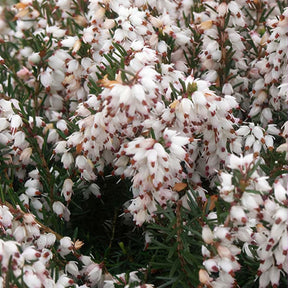 Winterheide Silberschmelze - Willemse