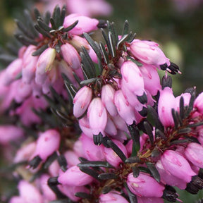 Heidekraut - Winterheide Lucie - Erica darleyensis Winter Belles ® Lucie