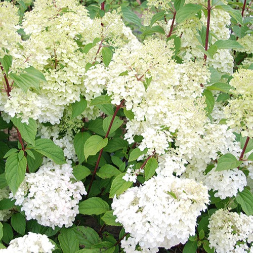 Rispenhortensie Diamantino® - Hydrangea paniculata diamantino ® 'ren101' - Willemse