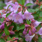 Abelia grandiflora Pink Pong ® - Abelia Pink Pong - Sträucher