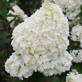 Rispenhortensie Dolly - Hydrangea paniculata  dolly - Willemse