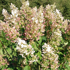 Rispenhortensie Dolly - Willemse
