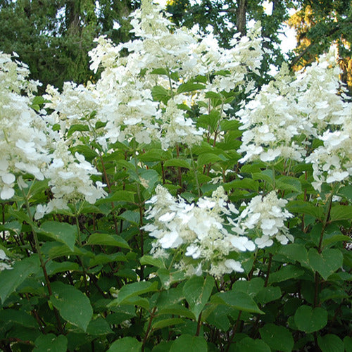 Rispenhortensie White Lady - Willemse