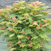 Fiederspiere Pink Hopi® - Sorbaria sorbifolia pink hopi ® - Willemse