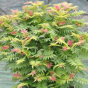 Fiederspiere Pink Hopi® - Sorbaria sorbifolia pink hopi ® - Willemse