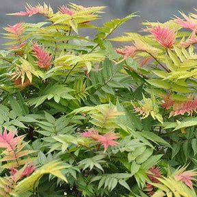 Fiederspiere Pink Hopi® - Willemse