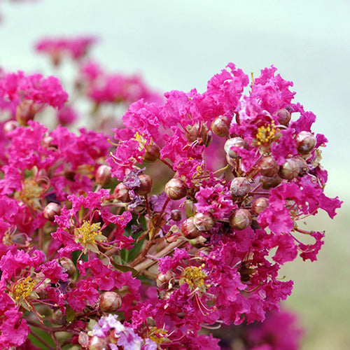 Kreppmyrte Mimie® - Lagerstroemia indica mimie ® fuchsia - Willemse