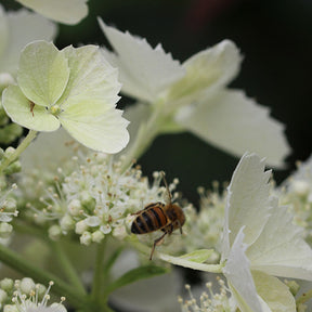 Rispenhortensie Pink Lady - Willemse