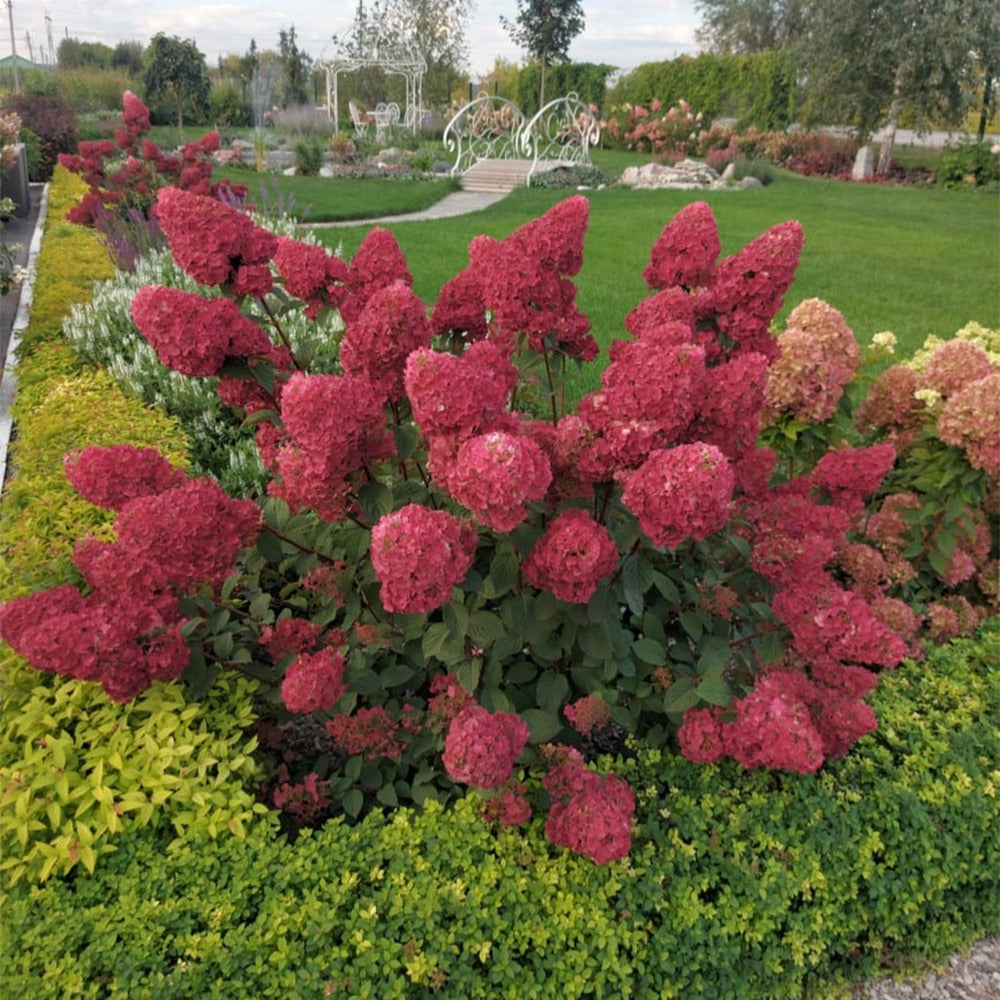 Hydrangea paniculata framboisine® 'rensam' - Rispenhortensie Framboisine® Rensam - Rispenhortensie