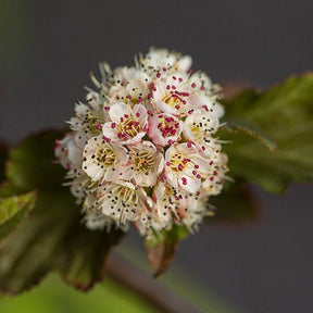 Fasanenspiere Amber Jubilee® Jefam - Physocarpus opulifolius amber jubilee ® 'jefam' - Willemse
