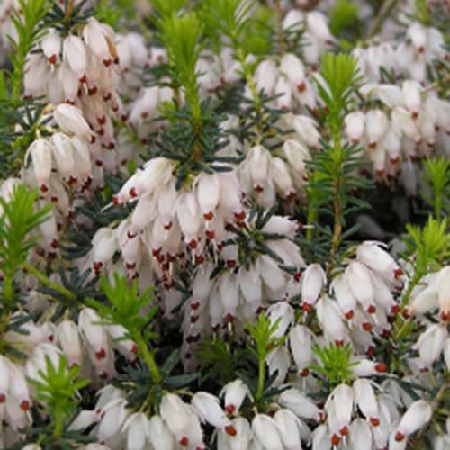 Schneeheide Snowbelle - Erica carnea snowbelle - Gartenpflanzen
