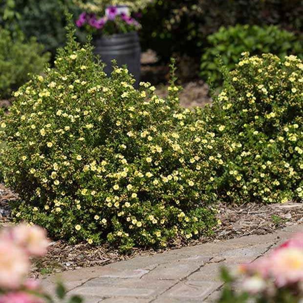 Fingerstrauch Lemon Meringue - Willemse