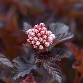 Fasanenspiere Fireside - Physocarpus opulifolius fireside - Willemse
