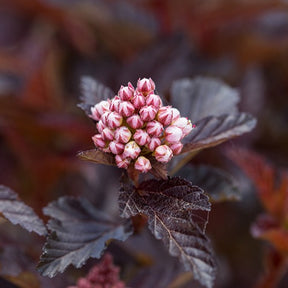Fasanenspiere Fireside - Physocarpus opulifolius fireside - Willemse