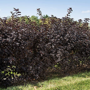 Physocarpus opulifolius fireside - Fasanenspiere Fireside - Balkonblumen