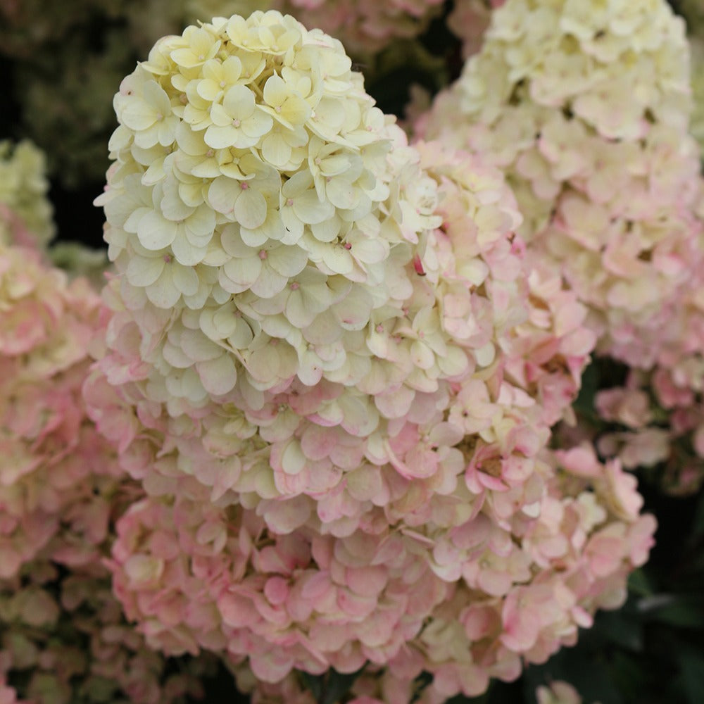 Rispenhortensie Sundae Fraise® Rensun - Hydrangea paniculata Sundae Fraise® Rensun - Willemse