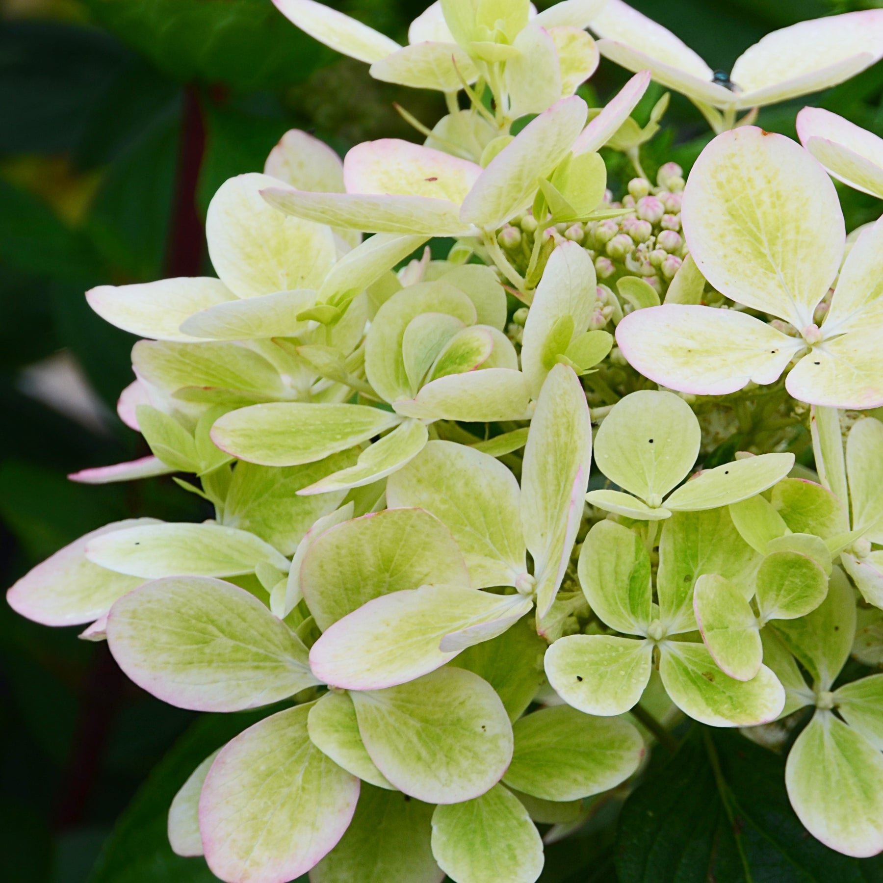 Hydrangea paniculata pastelgreen® renxolor - Rispenhortensie ‘Pastelgreen’® - Rispenhortensie