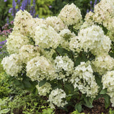Rispenhortensie ‘Petite® Star’ - Hydrangea paniculata petite® star 'coustar02' - Willemse