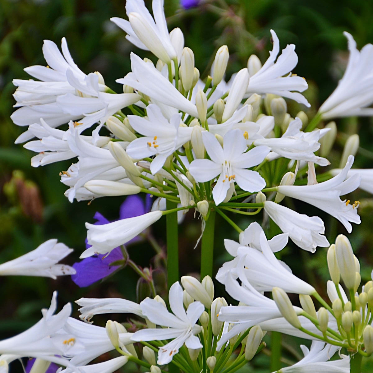 Schmucklilie PITCHOUNE® White - Agapanthus x pitchoune ® blanc 'tur161' - Willemse
