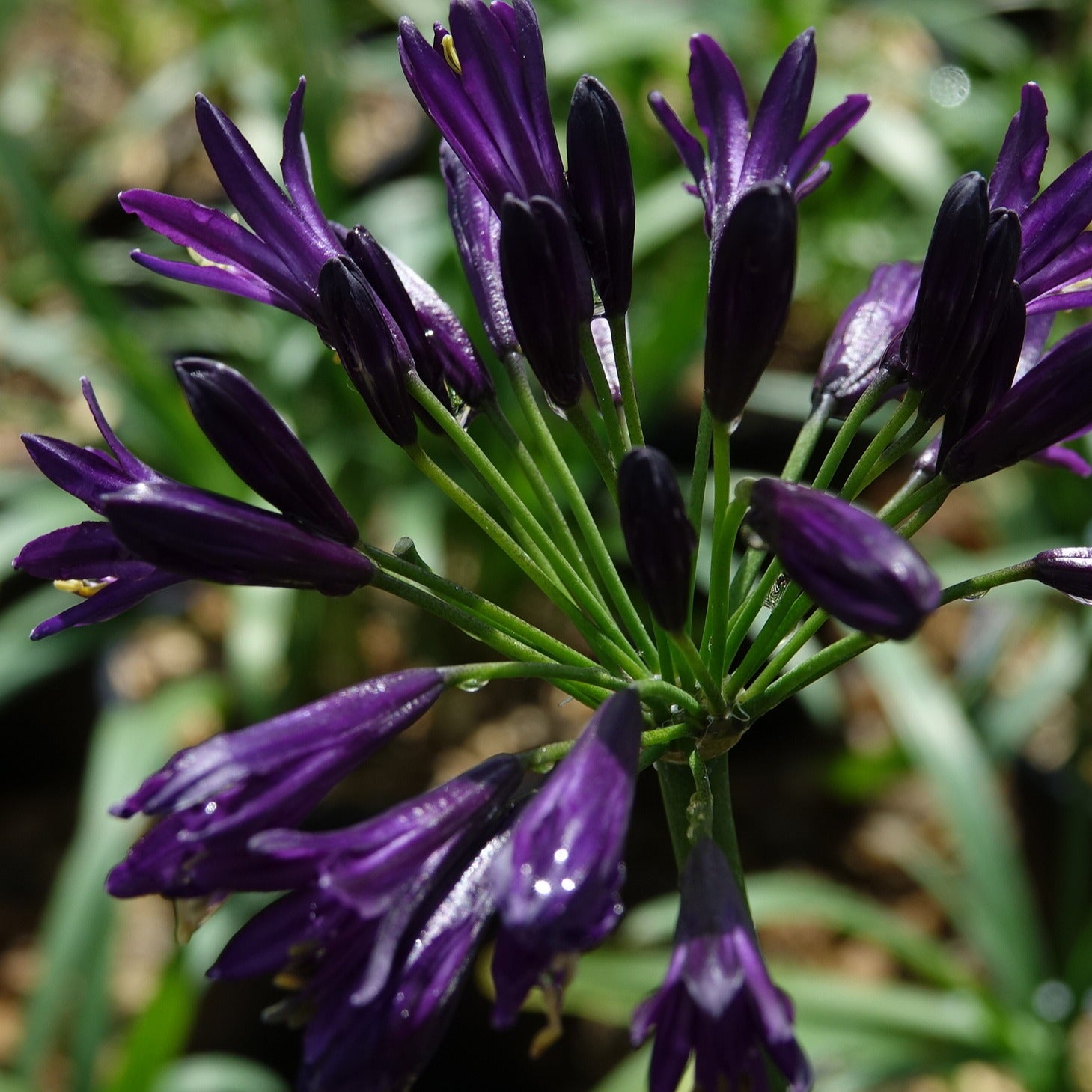 Schmucklilie PITCHOUNE ® Violet - Agapanthus x pitchoune ® violet 'mill04' - Willemse