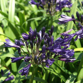 Schmucklilie PITCHOUNE ® Violet - Willemse