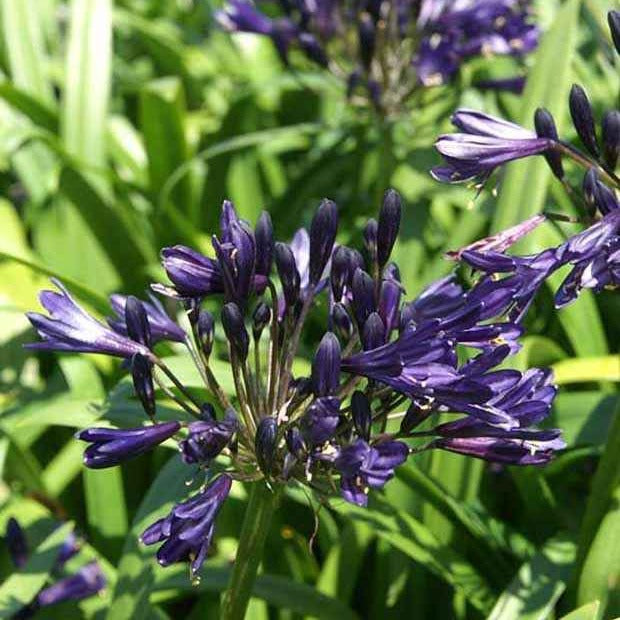 Schmucklilie PITCHOUNE ® Violet - Willemse