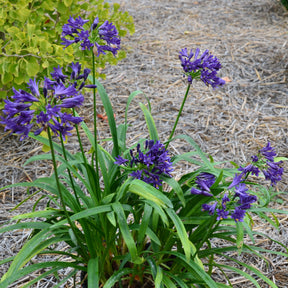 Agapanthus x pitchoune ® violet 'mill04' - Schmucklilie PITCHOUNE ® Violet - Agapanthus