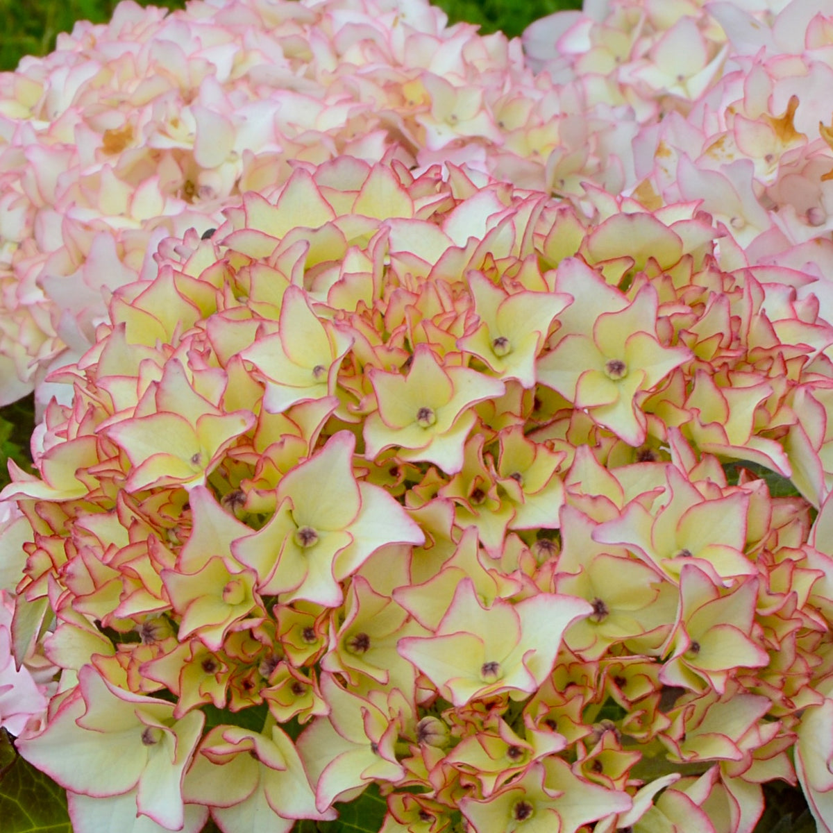 Bauernhortensie Dolce ® France - Hydrangea macrophylla dolce ® france ‘dolfranc' - Willemse