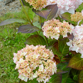 Bauernhortensie Dolce ® France - Willemse