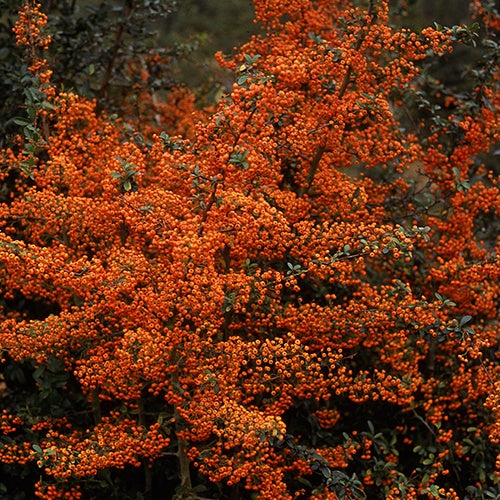 Feuerdorn Saphyr ® Orange'Cadange - Pyracantha  saphyr ® orange'cadange' - Willemse