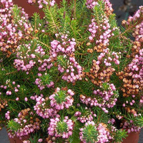 Cornwall-Heide ‘St Keverne’ - Willemse