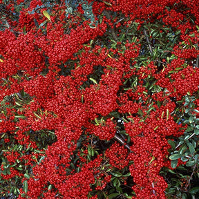 Feuerdorn ‘Saphyr® Rouge Cadrou’ - Pyracantha  saphyr ® rouge'cadrou' - Willemse