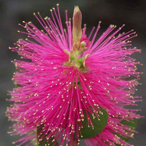 Zylinderputzer 'Hot Pink' - Callistemon viminalis Hot Pink - Willemse