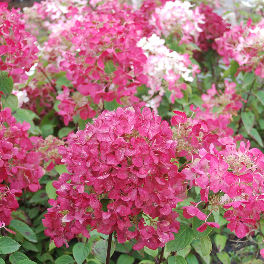 Rispenhortensie 'Diamant Rouge' - Hydrangea paniculata diamant rouge ® 'rendia' - Willemse