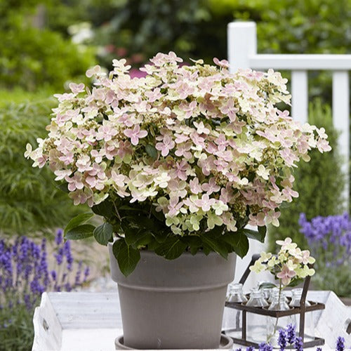 Rispenhortensie Hydrangea paniculata Rosa-Weiß - Winterhart - Willemse