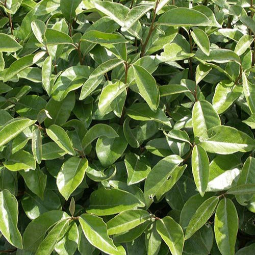 Eleagnus ebbingei - Wintergrüne Ölweide - Eleagnus