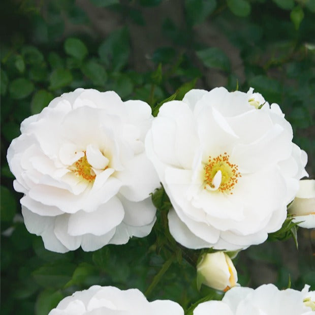 Kletterrose Hella - Rosa Hella - Willemse