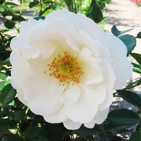 Kletterrose Hella - Willemse