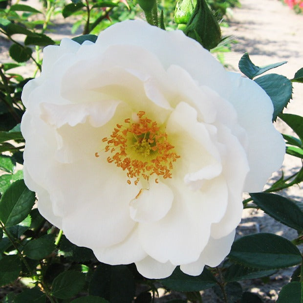 Kletterrose Hella - Willemse