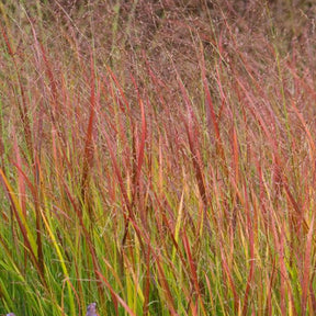 Rotbraune Rutenhirse - Willemse