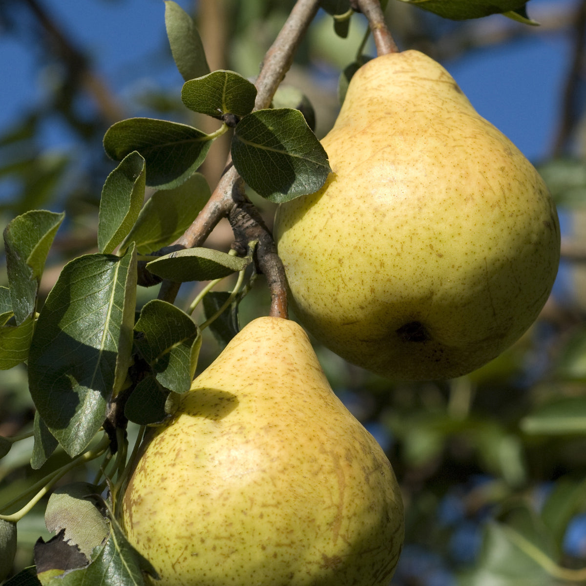 Birnenbaum 'Williams' - Willemse