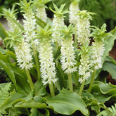 Gewellte Schopflilie (x3) - Willemse