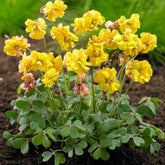 Oxalis 'Double Trouble' (x5) - Willemse