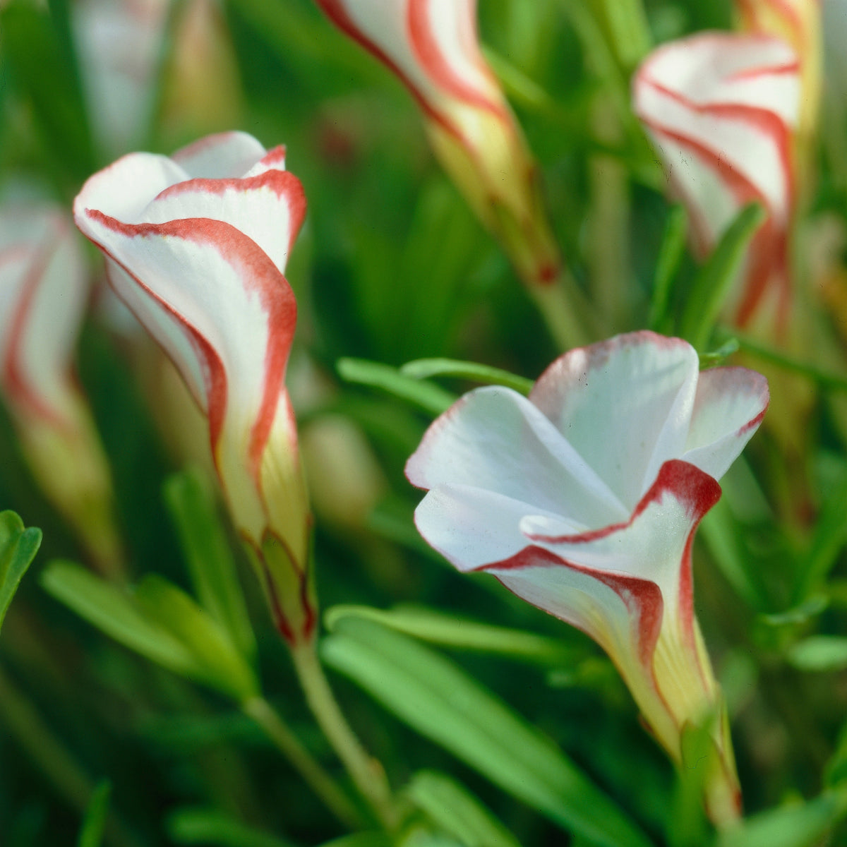 Oxalis ‘Versicolor’ (x15) - Willemse