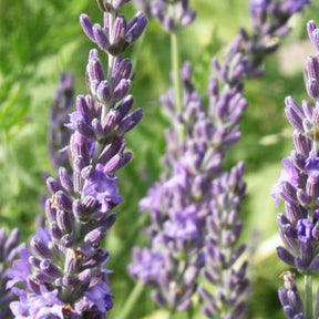Lavendel - Lavendel Grosso - Lavandula angustifolia Grosso