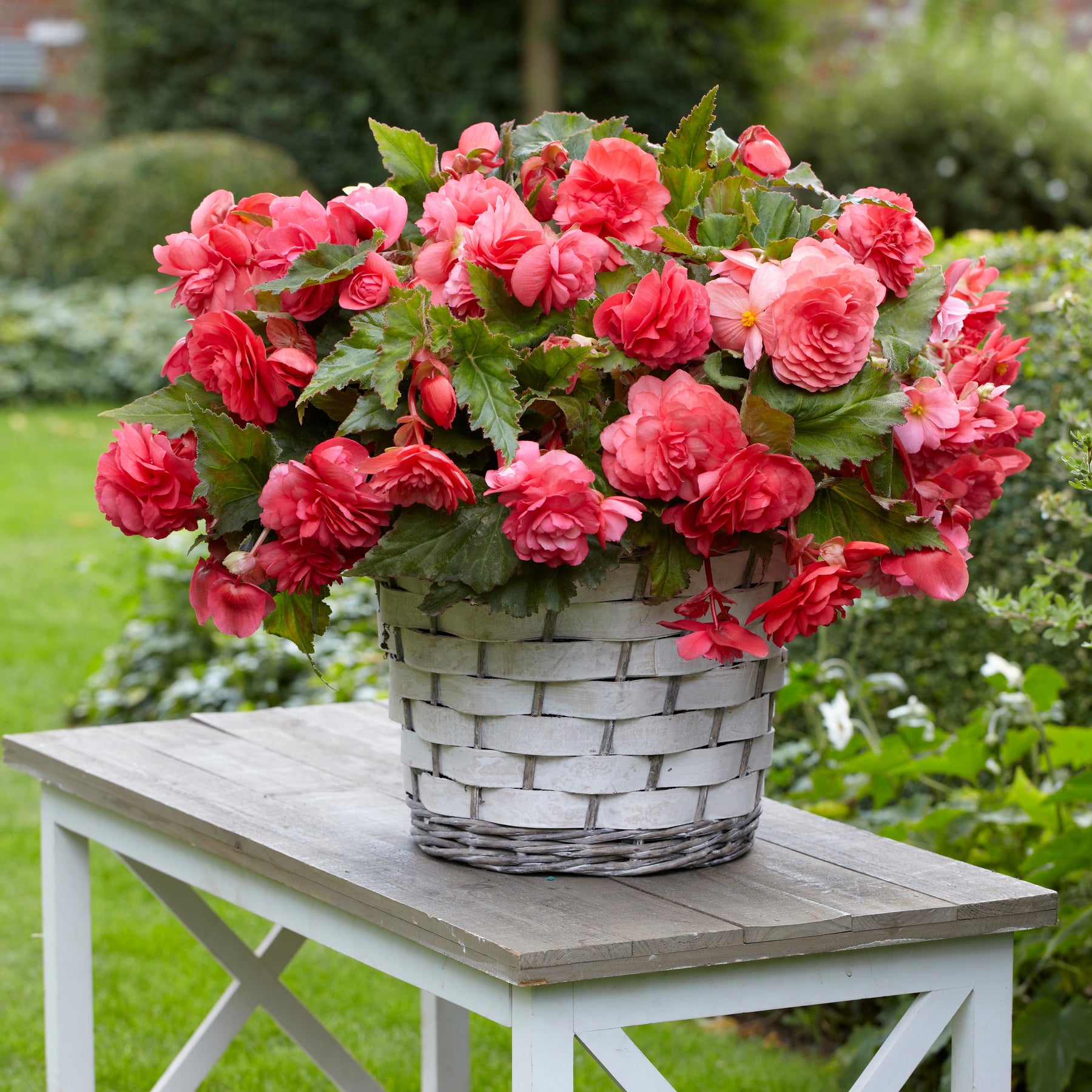 Hänge-Begonie duftend ‘Pink Delight’ (x5) - Begonia odorata pink delight - Willemse