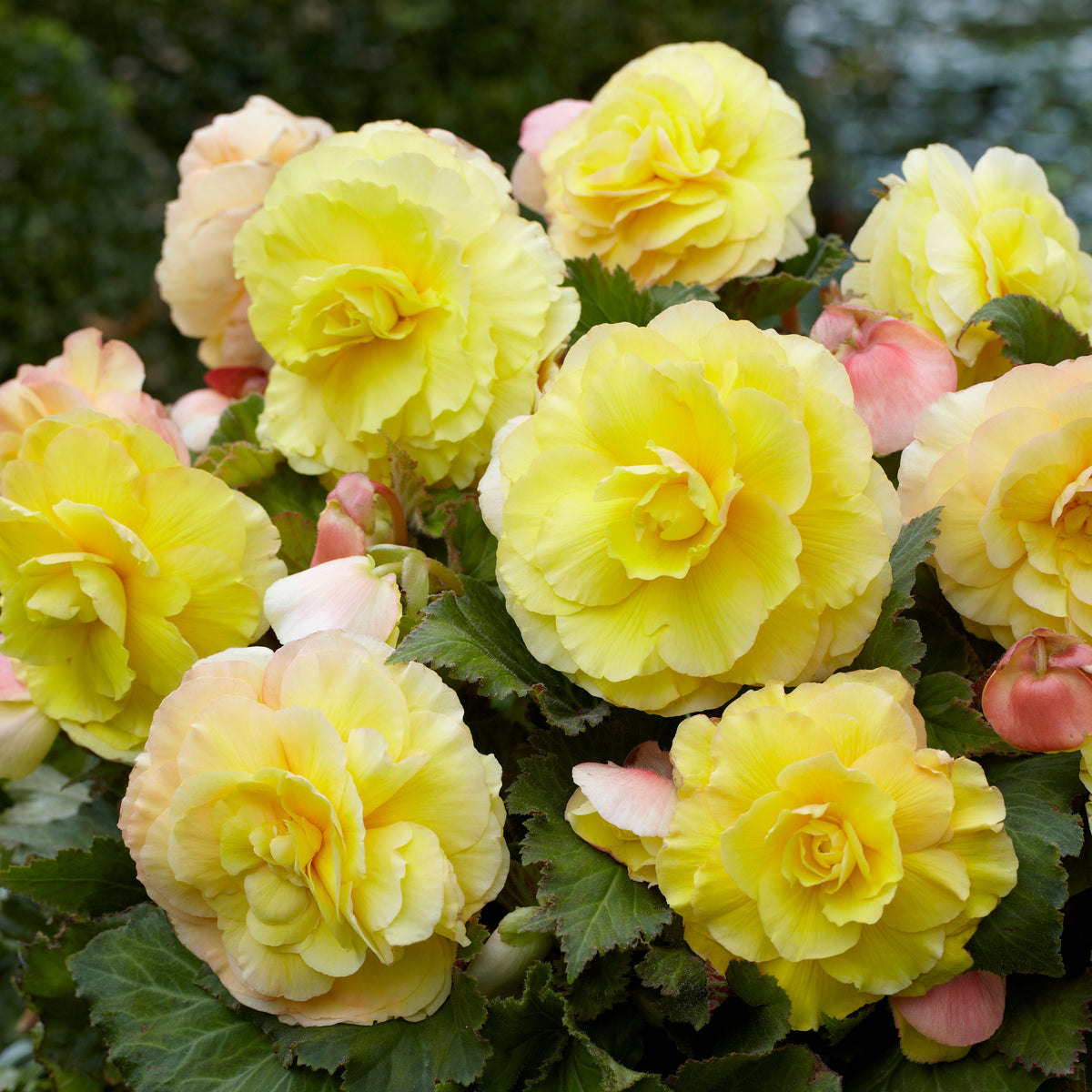 Gelbe Doppelbegonien (x5) - Begonia superba - Willemse
